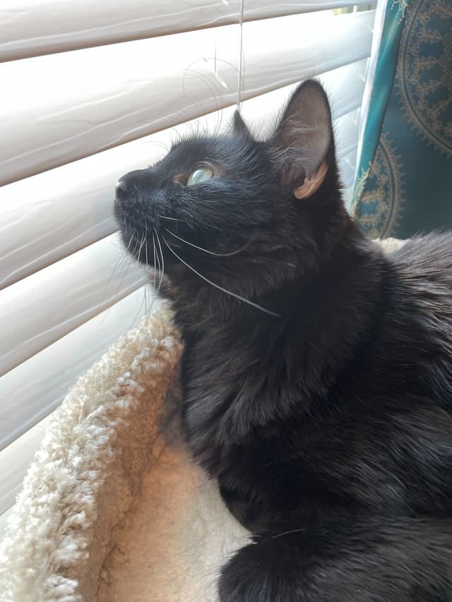 Ozzy the black cat looking out a window