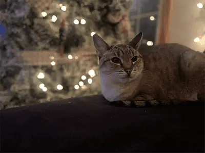 Sadie Deens - 89B637C3-1DD1-4169-8F3B-FE1D65A7CF3B_1_105_c - Sadie Deens